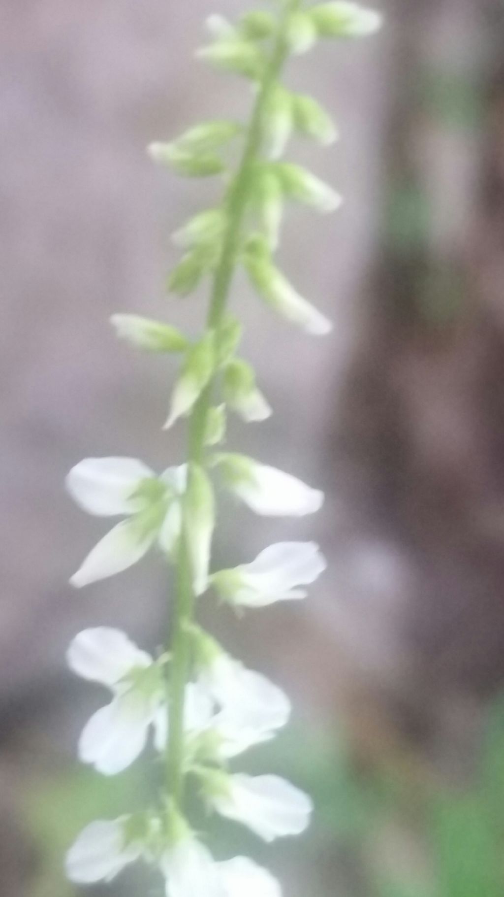Trigonella alba (=Melilotus albus) (Fabaceae)